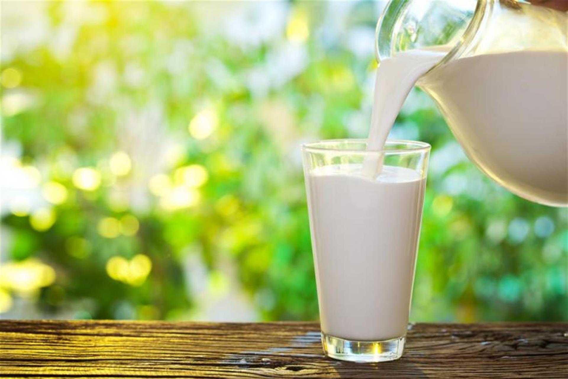 Latte: caratteristiche e impiego del latte
